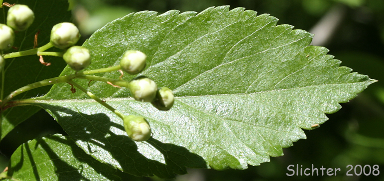 Leaf of Huckleberry Hawthorn, Suksdorf's Hawthorn: Crataegus gaylussacia (Synonyms: Crataegus douglasii var. suksdorfii, Crataegus suksdorfii)