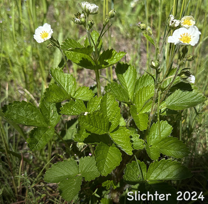Wood's Strawberry, Wood Strawberry, Woodland Strawberry: Fragaria vesca ssp. bracteata (Synonyms: Fragaria bracteata, Fragaria crinita, Fragaria helleri, Fragaria vesca var. bracteata, Fragaria vesca var. crinita)