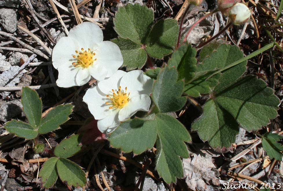 Broad-petal Strawberry, Wild Strawberry, Mountain Strawberry, Virginia Strawberry, Blueleaf Strawberry: Fragaria virginiana ssp. platypetala (Synonyms: Fragaria platypetala, Fragaria virginiana var. platypetala)