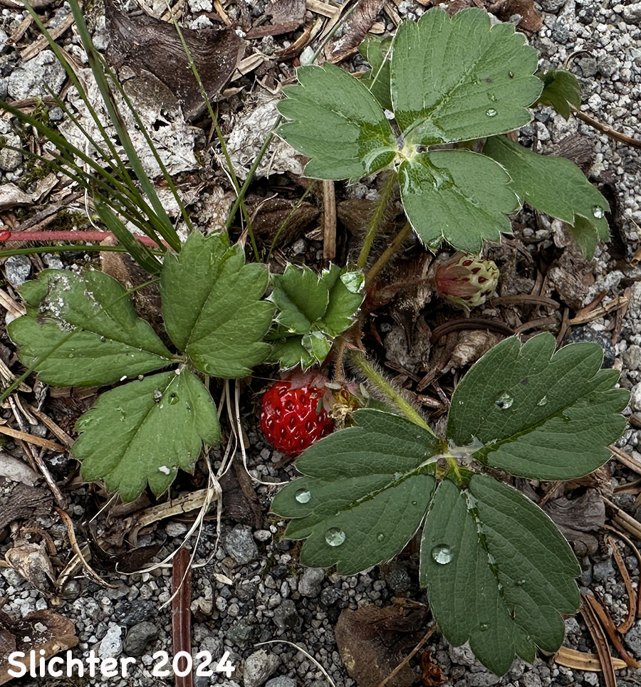 Ripe fruits of Broad-petal Strawberry, Wild Strawberry, Mountain Strawberry, Virginia Strawberry, Blueleaf Strawberry: Fragaria virginiana ssp. platypetala (Synonyms: Fragaria platypetala, Fragaria virginiana var. platypetala)