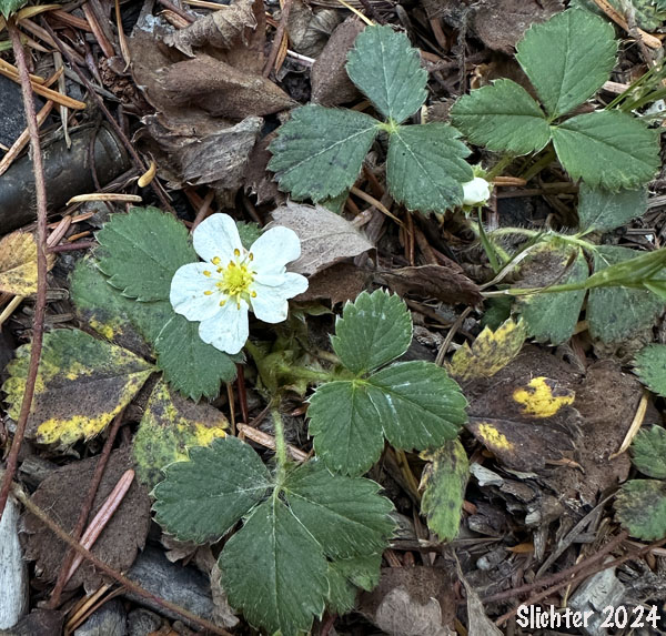 Broad-petal Strawberry, Wild Strawberry, Mountain Strawberry, Virginia Strawberry, Blueleaf Strawberry: Fragaria virginiana ssp. platypetala (Synonyms: Fragaria platypetala, Fragaria virginiana var. platypetala)