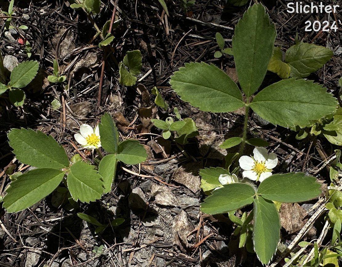 Broad-petal Strawberry, Wild Strawberry, Mountain Strawberry, Virginia Strawberry, Blueleaf Strawberry: Fragaria virginiana ssp. platypetala (Synonyms: Fragaria platypetala, Fragaria virginiana var. platypetala)
