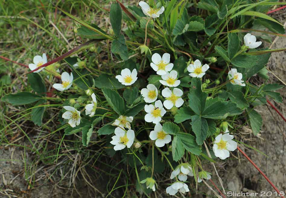 Broad-petal Strawberry, Wild Strawberry, Mountain Strawberry, Virginia Strawberry, Blueleaf Strawberry: Fragaria virginiana ssp. platypetala (Synonyms: Fragaria platypetala, Fragaria virginiana var. platypetala)