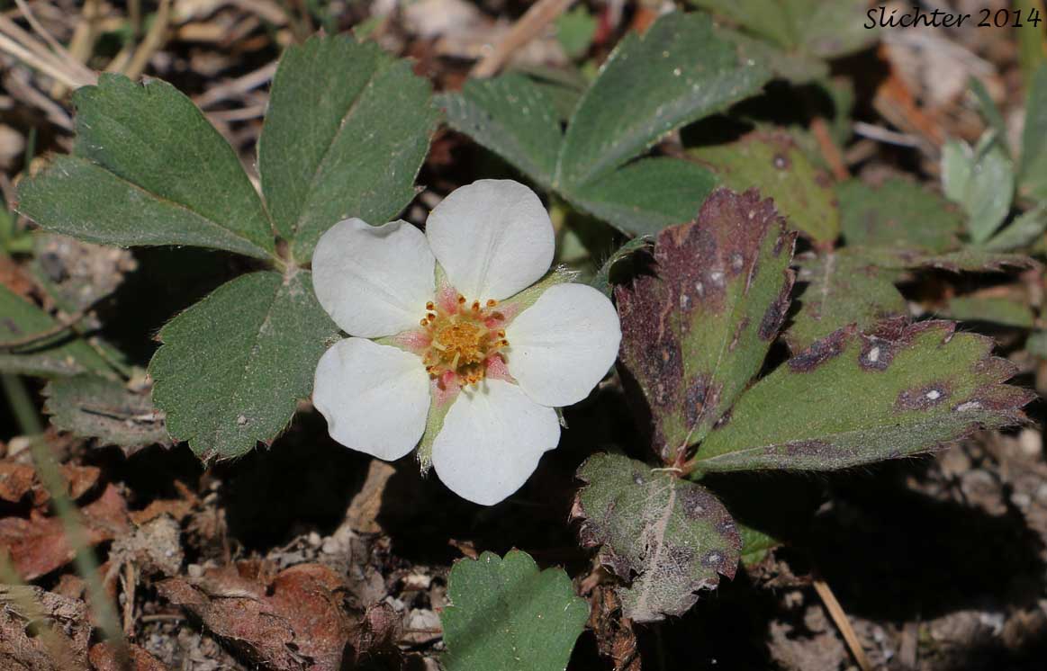 Broad-petal Strawberry, Wild Strawberry, Mountain Strawberry, Virginia Strawberry, Blueleaf Strawberry: Fragaria virginiana ssp. platypetala (Synonyms: Fragaria platypetala, Fragaria virginiana var. platypetala)
