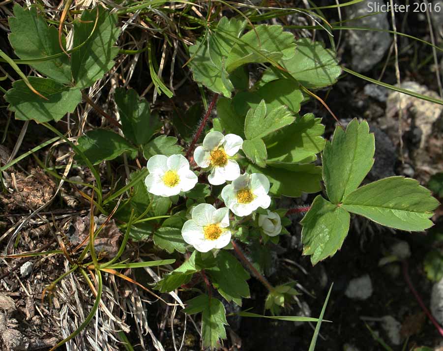 Broad-petal Strawberry, Wild Strawberry, Mountain Strawberry, Virginia Strawberry, Blueleaf Strawberry: Fragaria virginiana ssp. platypetala (Synonyms: Fragaria platypetala, Fragaria virginiana var. platypetala)
