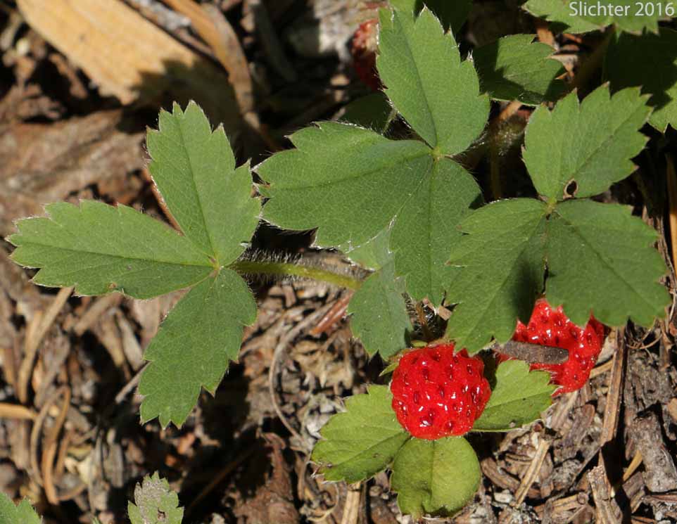 Broad-petal Strawberry, Wild Strawberry, Mountain Strawberry, Virginia Strawberry, Blueleaf Strawberry: Fragaria virginiana ssp. platypetala (Synonyms: Fragaria platypetala, Fragaria virginiana var. platypetala)