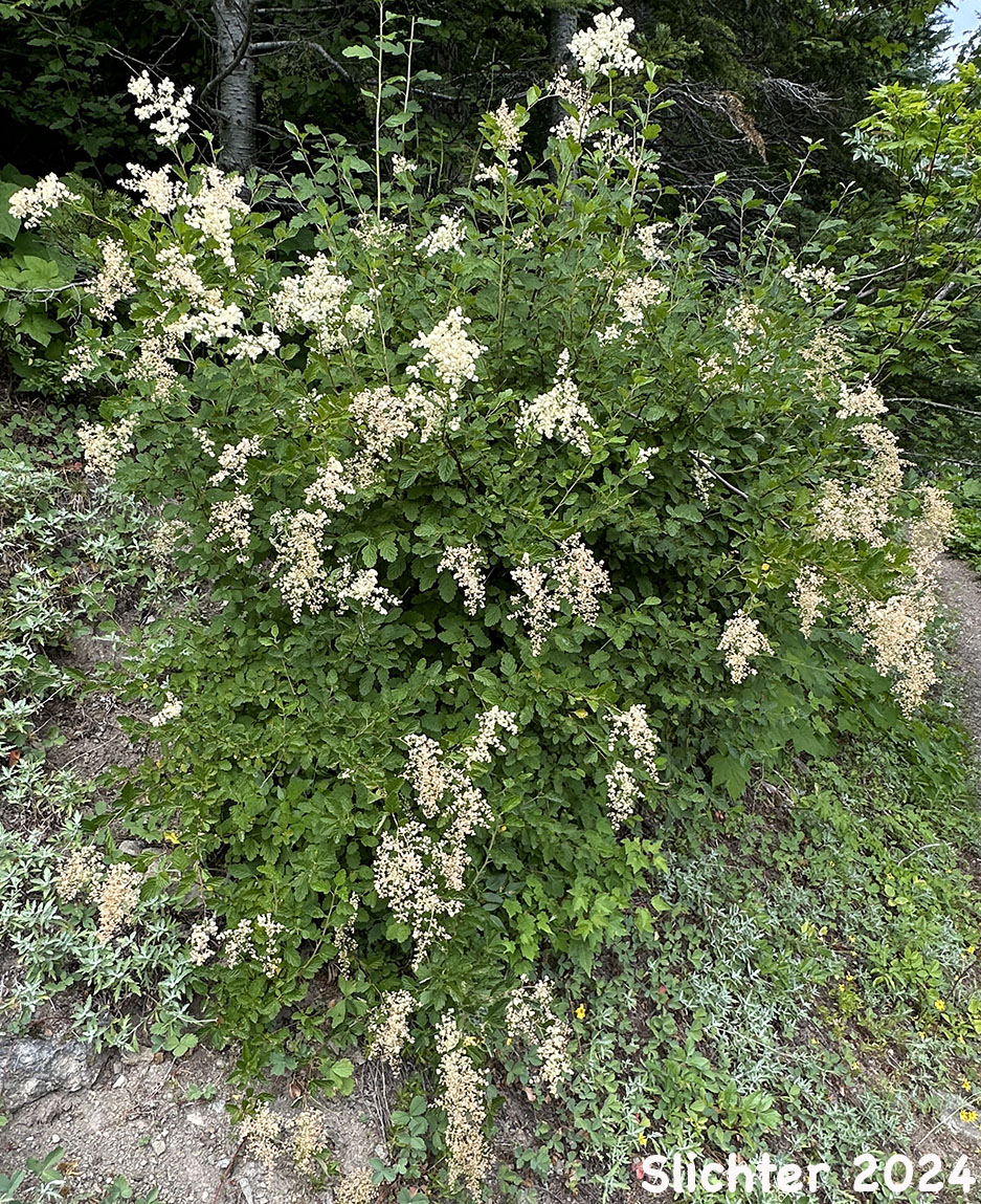 Ocean-spray, Creambush Ocean Spray, Indian Arrowwood: Holodiscus discolor var. discolor (Synonyms: Holodiscus discolor var. franciscanus, Holodiscus discolor var. glabrescens)