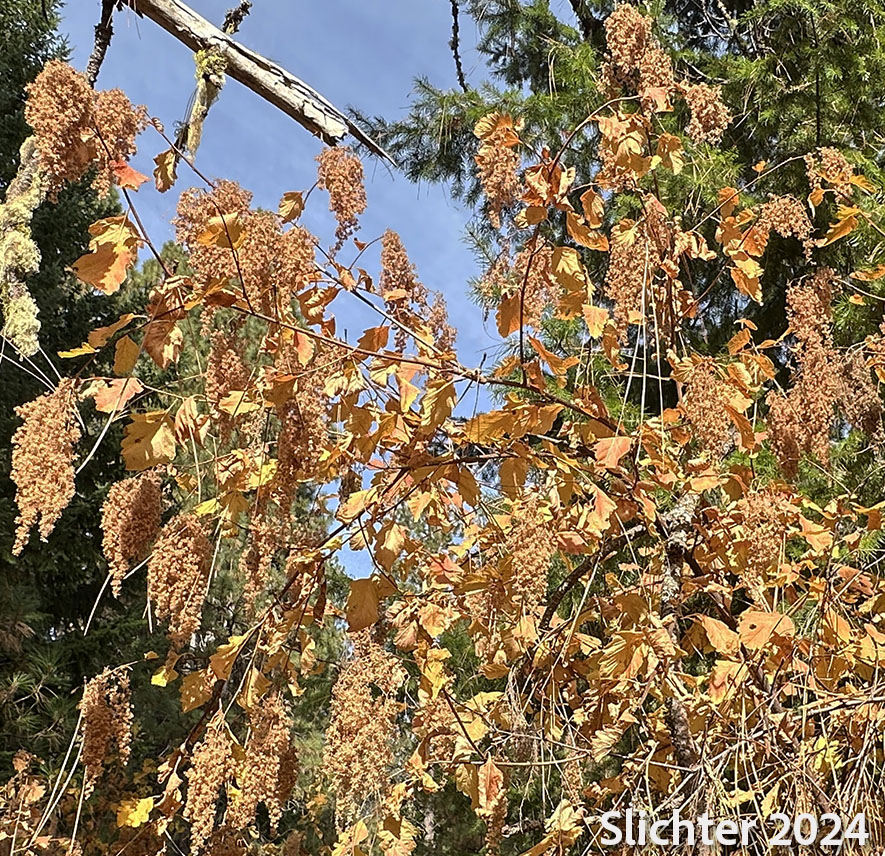 Fall color of Ocean-spray, Creambush Ocean Spray, Indian Arrowwood: Holodiscus discolor var. discolor (Synonyms: Holodiscus discolor var. franciscanus, Holodiscus discolor var. glabrescens)