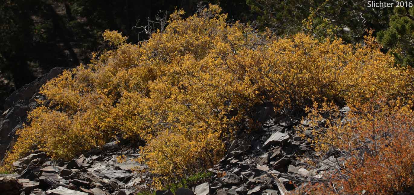 Fall foliage of Bush Ocean Spray, Gland Ocean Spray, Rockspirea, Rock Spiraea: Holodiscus microphyllus var. glabrescens (Synonyms: Holodiscus dumosus, Holodiscus dumosus var. glabrescens, Holodiscus glabrescens)