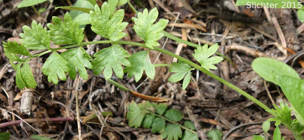 Basal leaf of Big-headed Horkelia: Horkelia fusca ssp. capitata (Synonym: Horkelia fusca var. capitata)