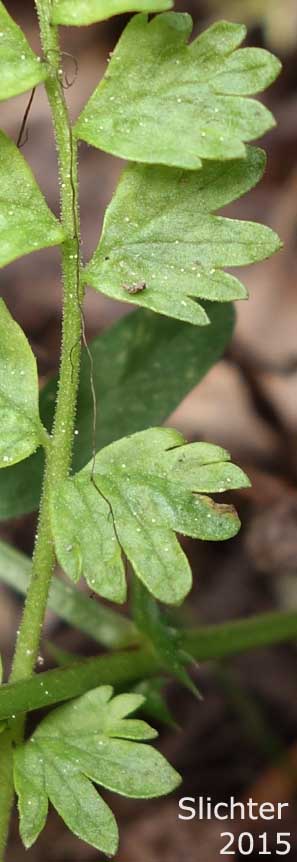Basal leaf leaflets of Big-headed Horkelia: Horkelia fusca ssp. capitata (Synonym: Horkelia fusca var. capitata)