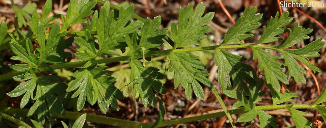 Basal leaf of Tawny Horkelia, Pink Pinwheels: Horkelia fusca ssp. fusca (Synonyms: Horkelia brownii, Horkelia caeruleomontana, Horkelia fusca ssp. parviflora, Horkelia fusca var. fusca, Horkelia parviflora, Horkelia tenuisecta, Potentilla andersonii, Potentilla capitata, Potentilla douglasii var. tenuisecta)
