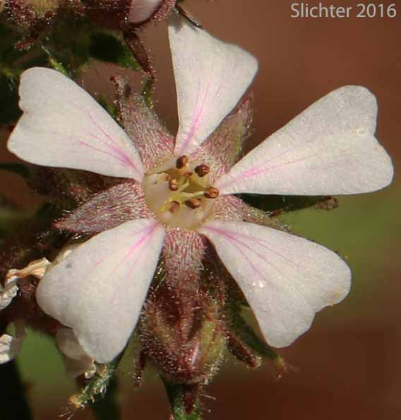 Tawny Horkelia, Pink Pinwheels: Horkelia fusca ssp. fusca (Synonyms: Horkelia brownii, Horkelia caeruleomontana, Horkelia fusca ssp. parviflora, Horkelia fusca var. fusca, Horkelia parviflora, Horkelia tenuisecta, Potentilla andersonii, Potentilla capitata, Potentilla douglasii var. tenuisecta)
