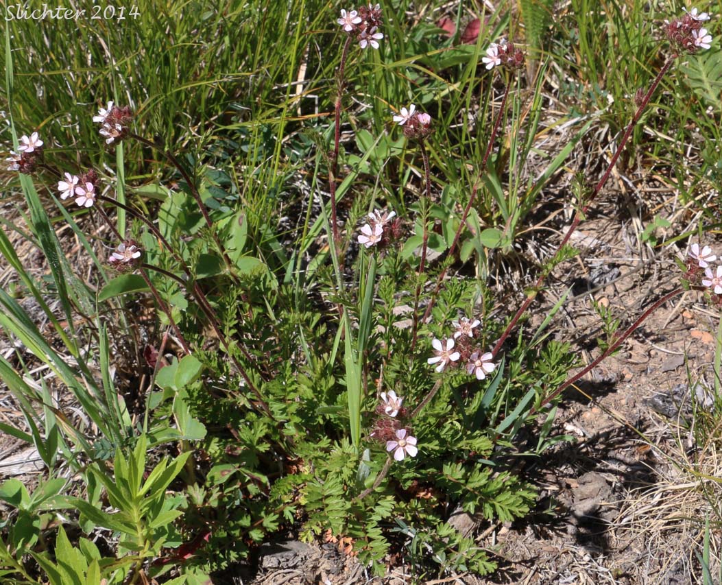 Tawny Horkelia, Pink Pinwheels: Horkelia fusca ssp. fusca (Synonyms: Horkelia brownii, Horkelia caeruleomontana, Horkelia fusca ssp. parviflora, Horkelia fusca var. fusca, Horkelia parviflora, Horkelia tenuisecta, Potentilla andersonii, Potentilla capitata, Potentilla douglasii var. tenuisecta)
