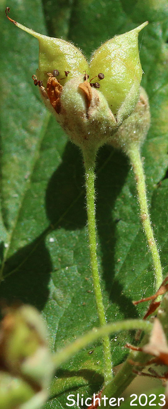 Maturing fruit capsules of Ninebark, Pacific Ninebark: Physocarpus capitatus (Synonyms: Neillia capitata, Neillia opulifolia var. mollis, Opulaster capitatus, Opulaster opulifolius var. capitatus, Physocarpa tomentosa, Physocarpus opulifolius var. tomentellus, Spiraea capitata, Spiraea opulifolia var. mollis, Spiraea opulifolia var. tomentella)
