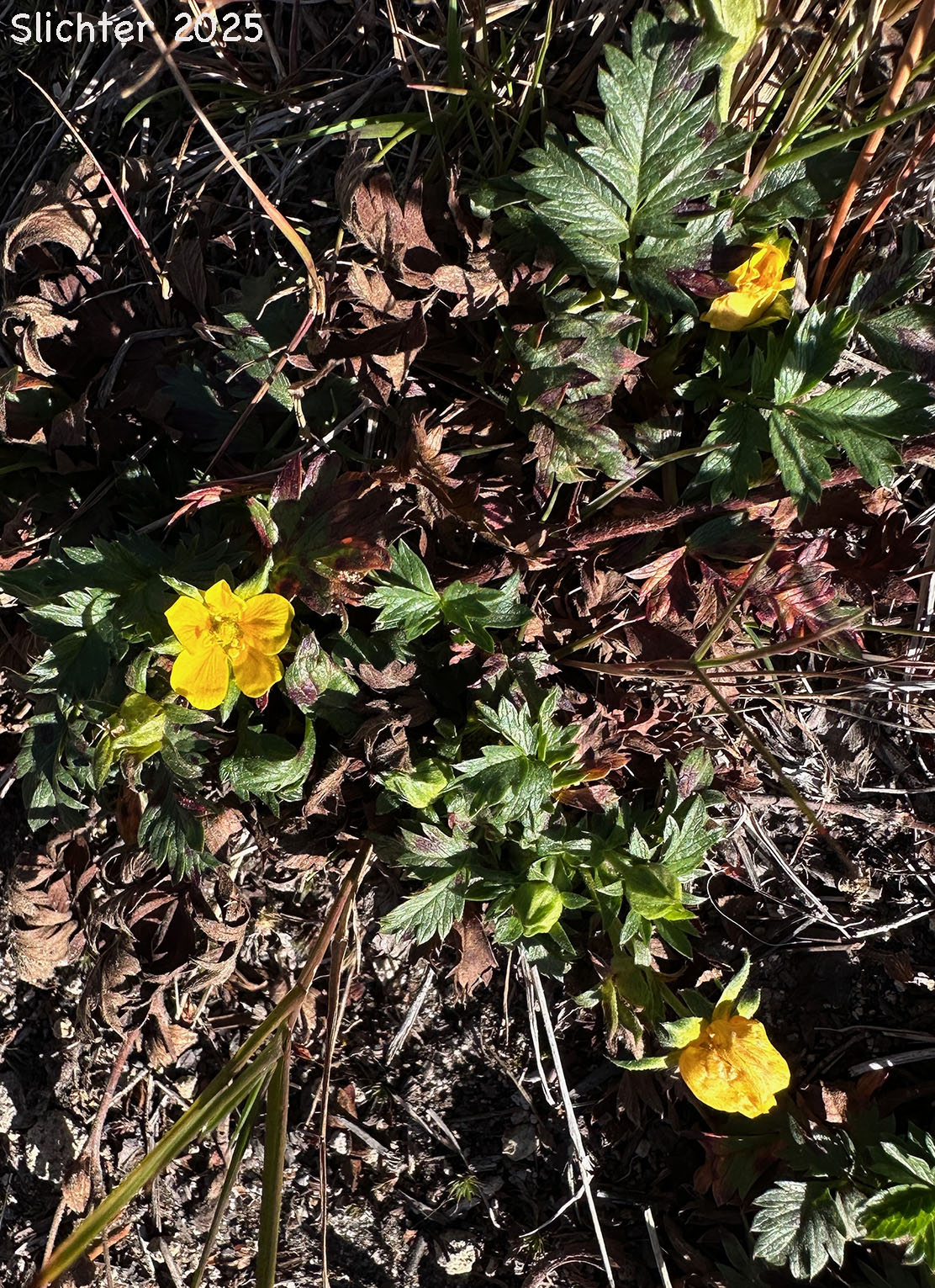 A very late blooming Drummond's Cinquefoil: Potentilla drummondii (Synonym: Potentilla anomalofolia, Potentilla cascadensis, Potentilla drummondii ssp. drummondii, Potentilla dissecta var. drummondii, Potentilla drummondii var. cascadensis)