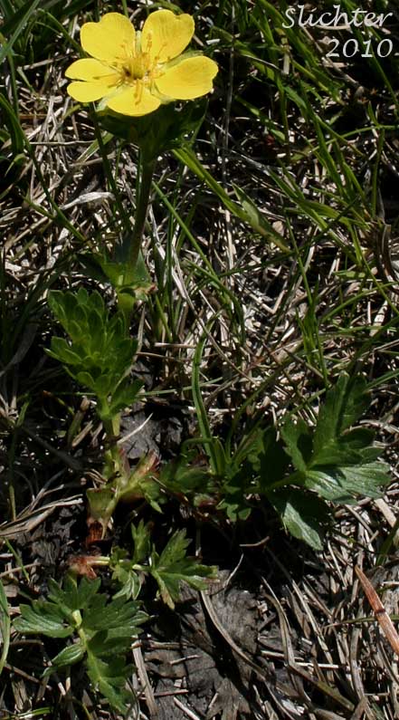 Drummond's Cinquefoil: Potentilla drummondii (Synonym: Potentilla anomalofolia, Potentilla cascadensis, Potentilla drummondii ssp. drummondii, Potentilla dissecta var. drummondii, Potentilla drummondii var. cascadensis)