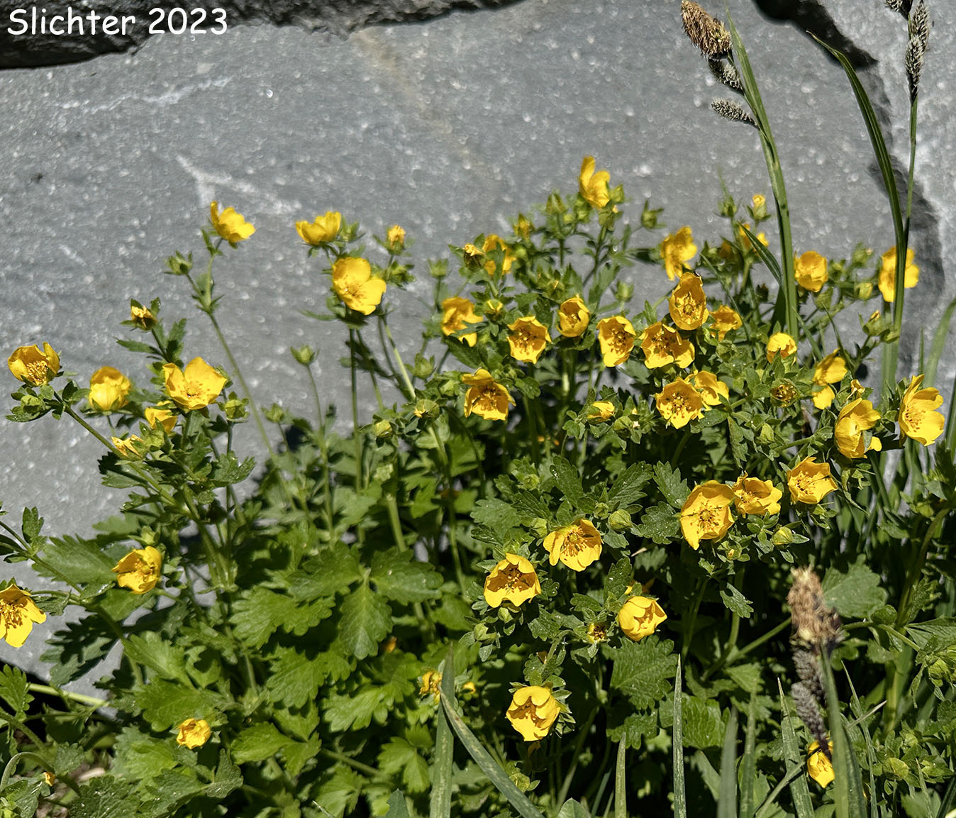 Fan-leaf Cinquefoil, Fanfoil, Fan-foil, Fringe-leaf Cinquefoil, High Mountain Cinquefoil: Potentilla flabellifolia (Synonym: Potentilla gelida)
