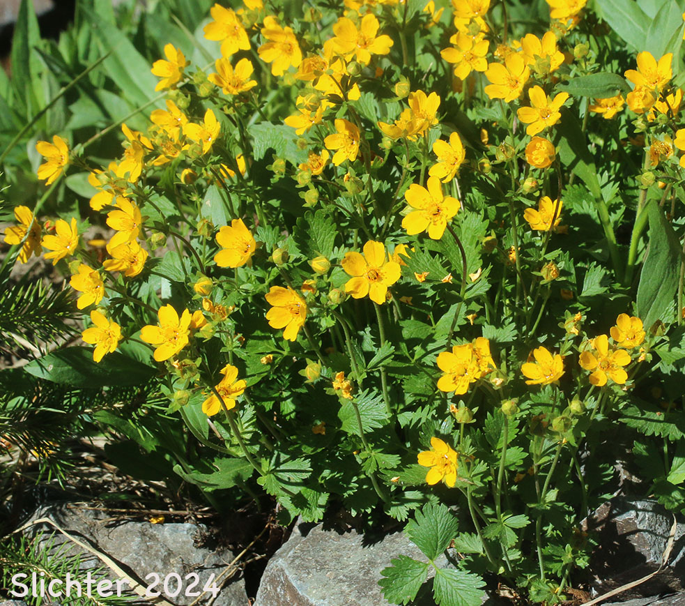Fan-leaf Cinquefoil, Fanfoil, Fan-foil, Fringe-leaf Cinquefoil, High Mountain Cinquefoil: Potentilla flabellifolia (Synonym: Potentilla gelida)