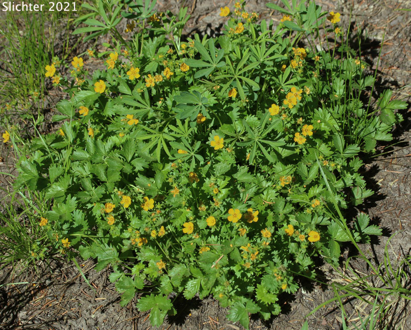Fan-leaf Cinquefoil, Fanfoil, Fan-foil, Fringe-leaf Cinquefoil, High Mountain Cinquefoil: Potentilla flabellifolia (Synonym: Potentilla gelida)