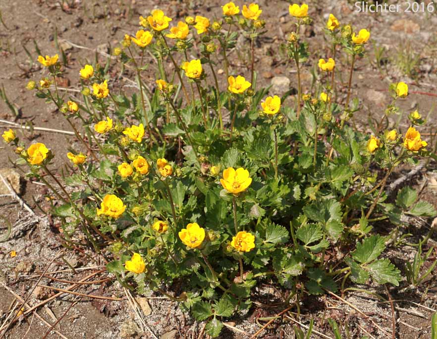 Fan-leaf Cinquefoil, Fanfoil, Fan-foil, Fringe-leaf Cinquefoil, High Mountain Cinquefoil: Potentilla flabellifolia (Synonym: Potentilla gelida)