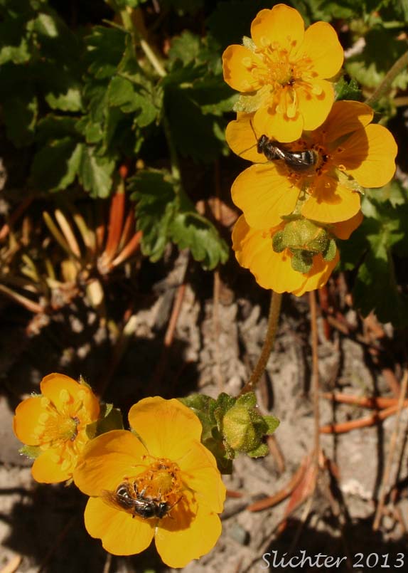 Fan-leaf Cinquefoil, Fanfoil, Fan-foil, Fringe-leaf Cinquefoil, High Mountain Cinquefoil: Potentilla flabellifolia (Synonym: Potentilla gelida)