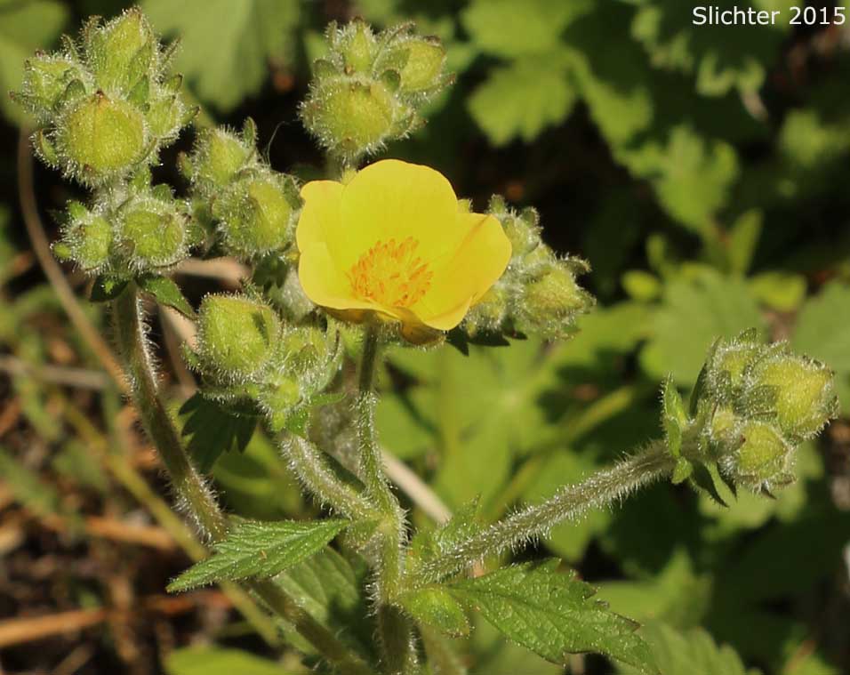 Idaho Drymocallis, Idaho Wood Beauty, Sticky Cinquefoil: Drymocallis glabrata (Synonyms: Potentilla glandulosa, Potentilla glandulosa ssp. glabrata, Potentilla glandulosa ssp. intermedia, Potentilla glandulosa var. incisa, Potentilla glandulosa var. intermedia)