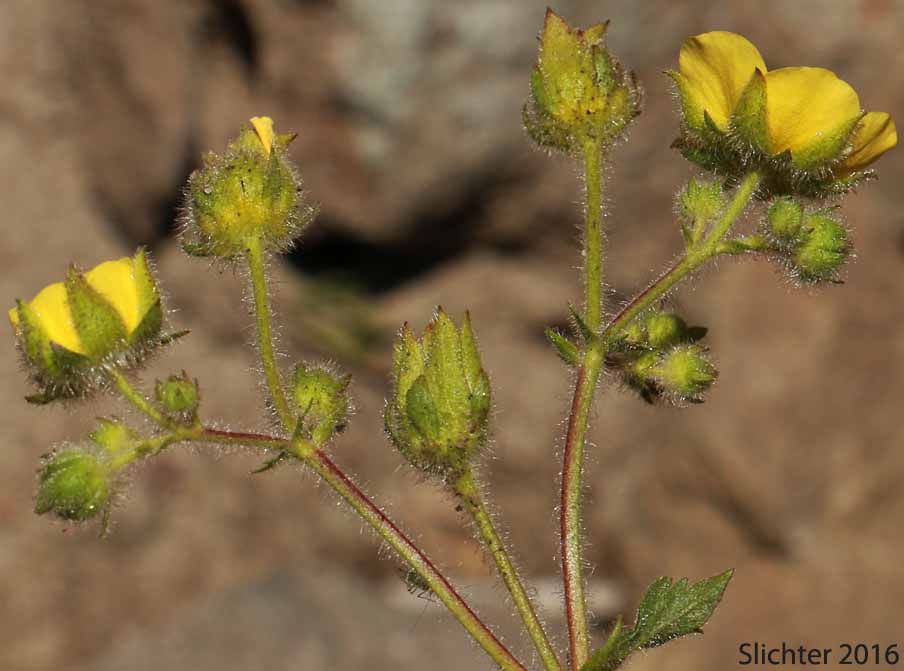 Idaho Drymocallis, Idaho Wood Beauty, Sticky Cinquefoil: Drymocallis glabrata (Synonyms: Potentilla glandulosa, Potentilla glandulosa ssp. glabrata, Potentilla glandulosa ssp. intermedia, Potentilla glandulosa var. incisa, Potentilla glandulosa var. intermedia)