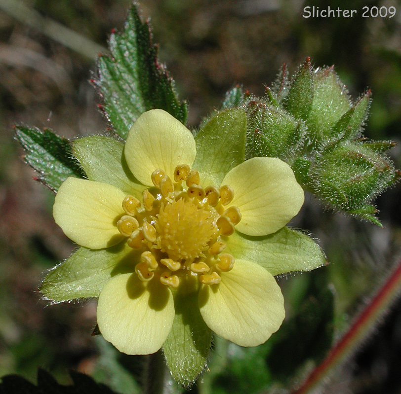 Montana Sticky Cinquefoil, Sticky Cinquefoil: Drymocallis glandulosa var. reflexa (Synonyms: Potentilla glandulosa ssp. reflexa, Potentilla glandulosa var. reflexa, Potentilla reflexa)