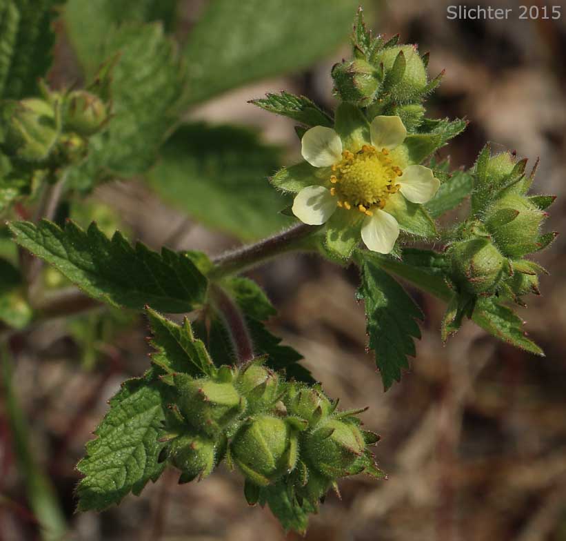 Coast Drymocallis: Drymocallis glandulosa var. wrangelliana (Synonyms: Potentilla glandulosa var. glandulosa, Potentilla glandulosa var. wrangelliana, Potentilla wrangelliana)