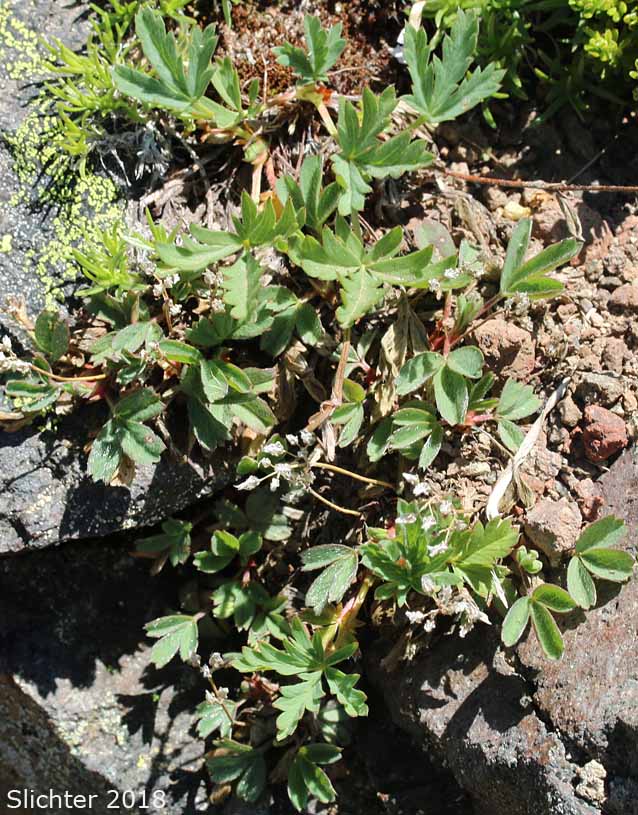 Different-leaved Cinquefoil, Diverse-leaved Cinquefoil, Mountain Meadow Cinquefoil, Varileaf Cinquefoil, Varied-leaf Cinquefoil: Potentilla glaucophylla var. glaucophylla (Synonyms: Potentilla diversifolia, Potentilla diversifolia var. diversifolia, Potentilla diversifolia ssp. glaucophylla, Potentilla diversifolia var. glaucophylla, Potentilla glaucophylla)