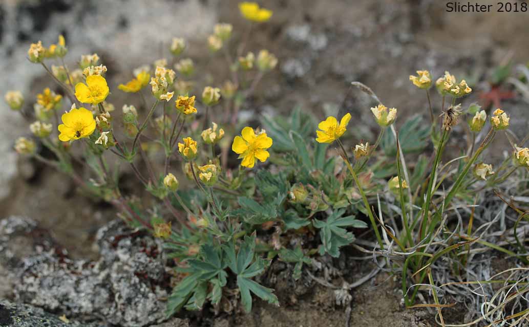Different-leaved Cinquefoil, Diverse-leaved Cinquefoil, Mountain Meadow Cinquefoil, Varileaf Cinquefoil, Varied-leaf Cinquefoil: Potentilla glaucophylla var. glaucophylla (Synonyms: Potentilla diversifolia, Potentilla diversifolia var. diversifolia, Potentilla diversifolia ssp. glaucophylla, Potentilla diversifolia var. glaucophylla, Potentilla glaucophylla)