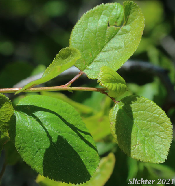 Klamath Plum, Western Plum: Prunus subcordata (Synonyms: Prunus subcordata var. kelloggii, Prunus subcordata var. oregana, Prunus subcordata var. subcordata)