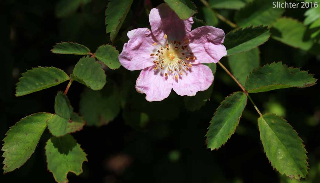 Bald-hip Rose, Dwarf Rose, Little Wild Rose, Naked-hip Rose, Wood Rose: Rosa gymnocarpa var. gymnocarpa (Synonym: Rosa dasypoda, Rosa prionota)
