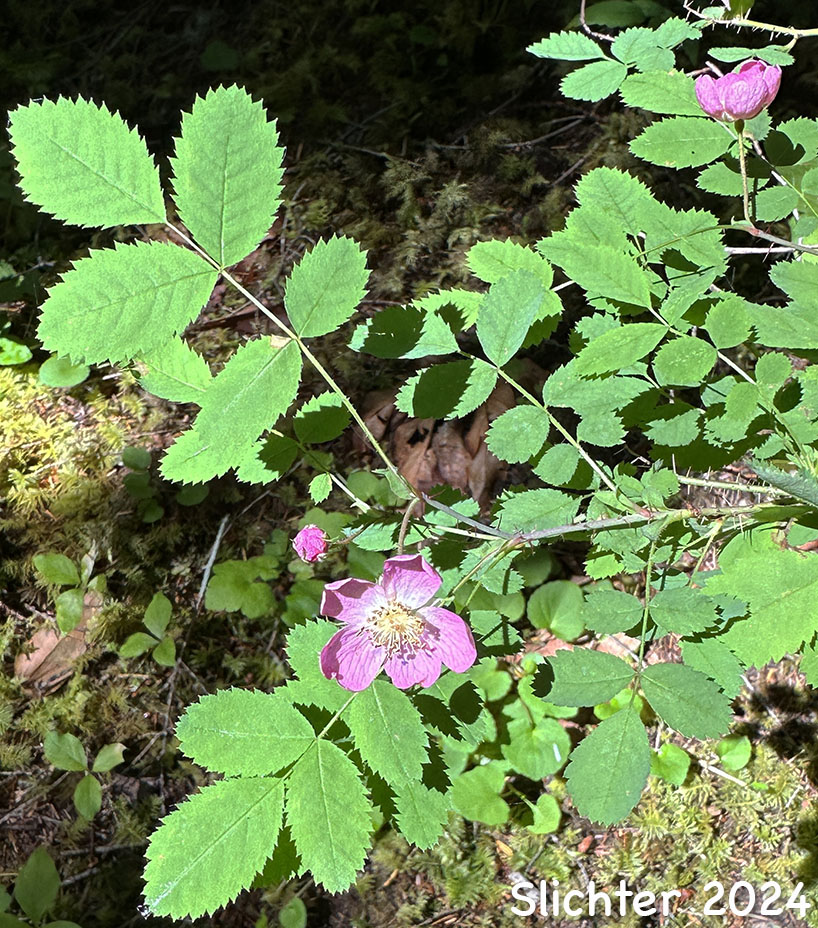 Bald-hip Rose, Dwarf Rose, Little Wild Rose, Naked-hip Rose, Wood Rose: Rosa gymnocarpa var. gymnocarpa (Synonym: Rosa dasypoda, Rosa prionota)