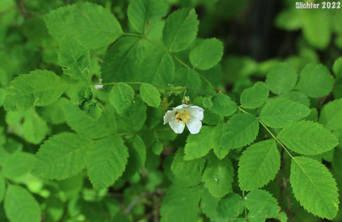 Bald-hip Rose, Dwarf Rose, Little Wild Rose, Naked-hip Rose, Wood Rose: Rosa gymnocarpa var. gymnocarpa (Synonym: Rosa dasypoda, Rosa prionota)
