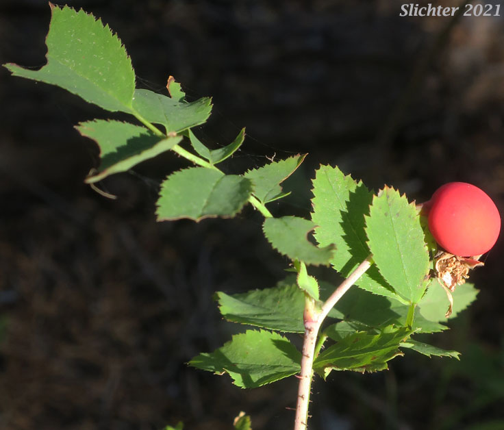 Fruit of the Bald-hip Rose, Dwarf Rose, Little Wild Rose, Naked-hip Rose, Wood Rose: Rosa gymnocarpa var. gymnocarpa (Synonym: Rosa dasypoda, Rosa prionota)