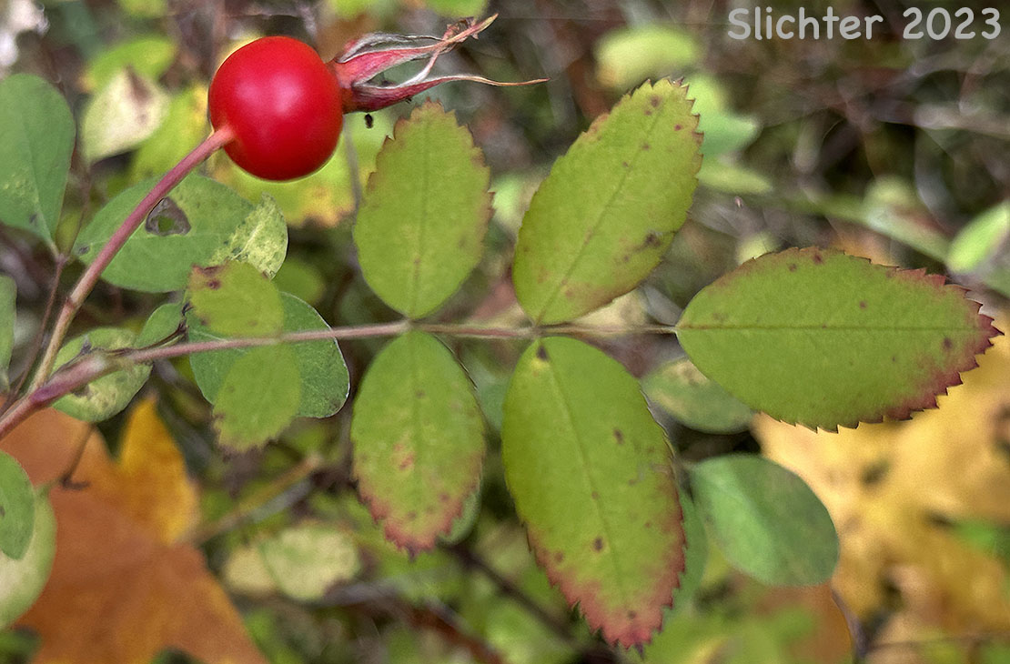 Rose hip (fruit) of Nootka Rose, Bristly Nootka Rose: Rosa nutkana ssp. macdougalii (Synonyms: Rosa anatonensis, Rosa caeruleomontana, Rosa columbiana, Rosa durandii, Rosa jonesii, Rosa macdougalii, Rosa megalantha, Rosa muriculata, Rosa nutkana var. alta, Rosa nutkana var. hispida, Rosa nutkana var. macdougalii, Rosa nutkana var. pallida, Rosa nutkana var. setosa, Rosa rainierensis, Rosa spaldingii, Rosa spaldingii var. alta, Rosa spaldingii var. chelanensis, Rosa spaldingii var. hispida, Rosa spaldingii var. parkeri, Rosa spaldingii var. spaldingii)