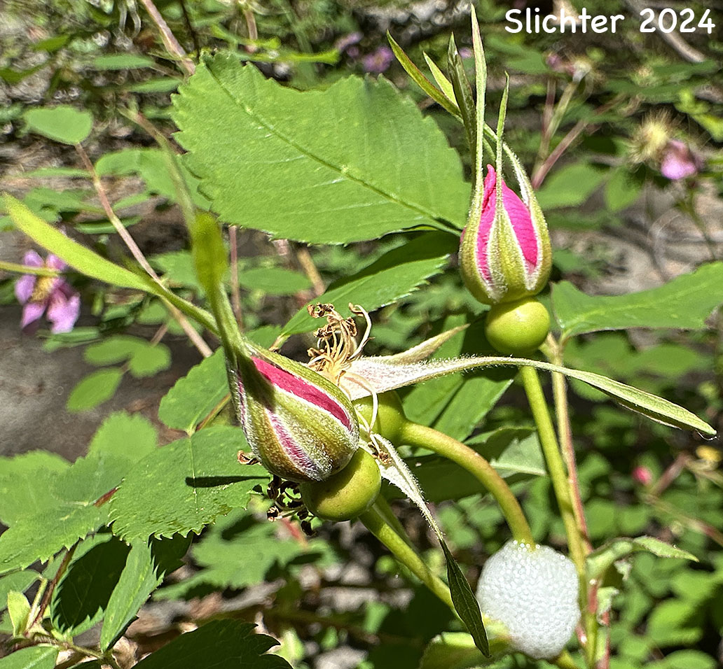 Sepals of Nootka Rose, Bristly Nootka Rose: Rosa nutkana ssp. macdougalii (Synonyms: Rosa anatonensis, Rosa caeruleomontana, Rosa columbiana, Rosa durandii, Rosa jonesii, Rosa macdougalii, Rosa megalantha, Rosa muriculata, Rosa nutkana var. alta, Rosa nutkana var. hispida, Rosa nutkana var. macdougalii, Rosa nutkana var. pallida, Rosa nutkana var. setosa, Rosa rainierensis, Rosa spaldingii, Rosa spaldingii var. alta, Rosa spaldingii var. chelanensis, Rosa spaldingii var. hispida, Rosa spaldingii var. parkeri, Rosa spaldingii var. spaldingii)