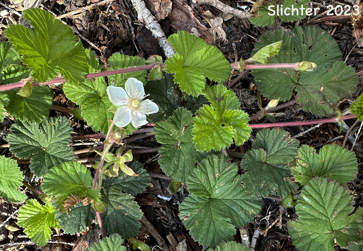 Dwarf Bramble, Hairy-fruit Smooth Dewberry, Roughfruit Berry: Rubus lasiococcus (Synonym: Comarobatia lasiococca)