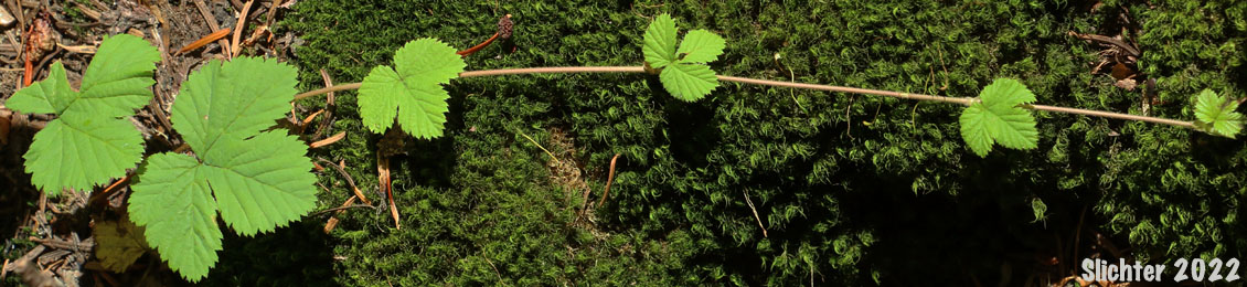 Dwarf Bramble, Hairy-fruit Smooth Dewberry, Roughfruit Berry: Rubus lasiococcus (Synonym: Comarobatia lasiococca)