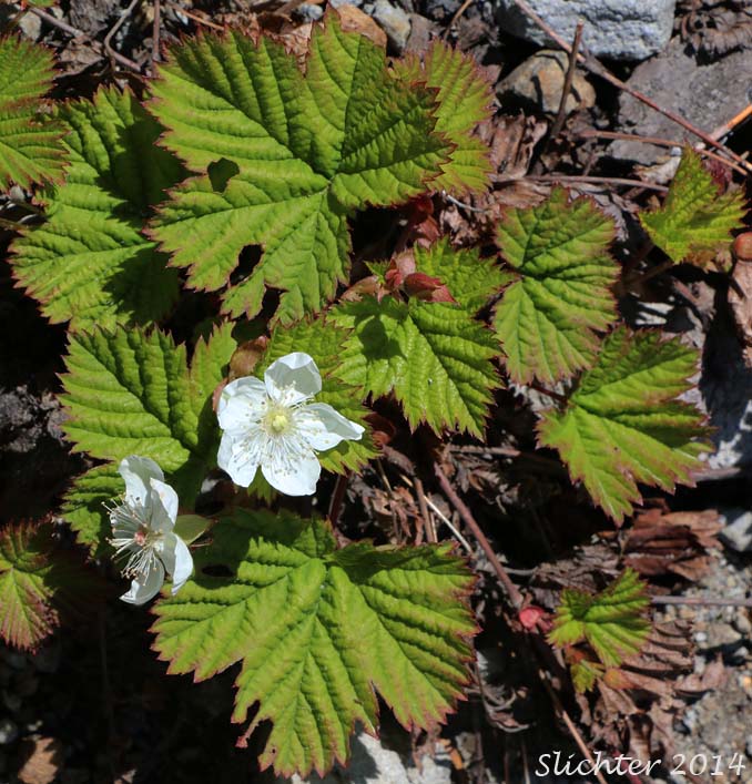 Dwarf Bramble, Hairy-fruit Smooth Dewberry, Roughfruit Berry: Rubus lasiococcus (Synonym: Comarobatia lasiococca)