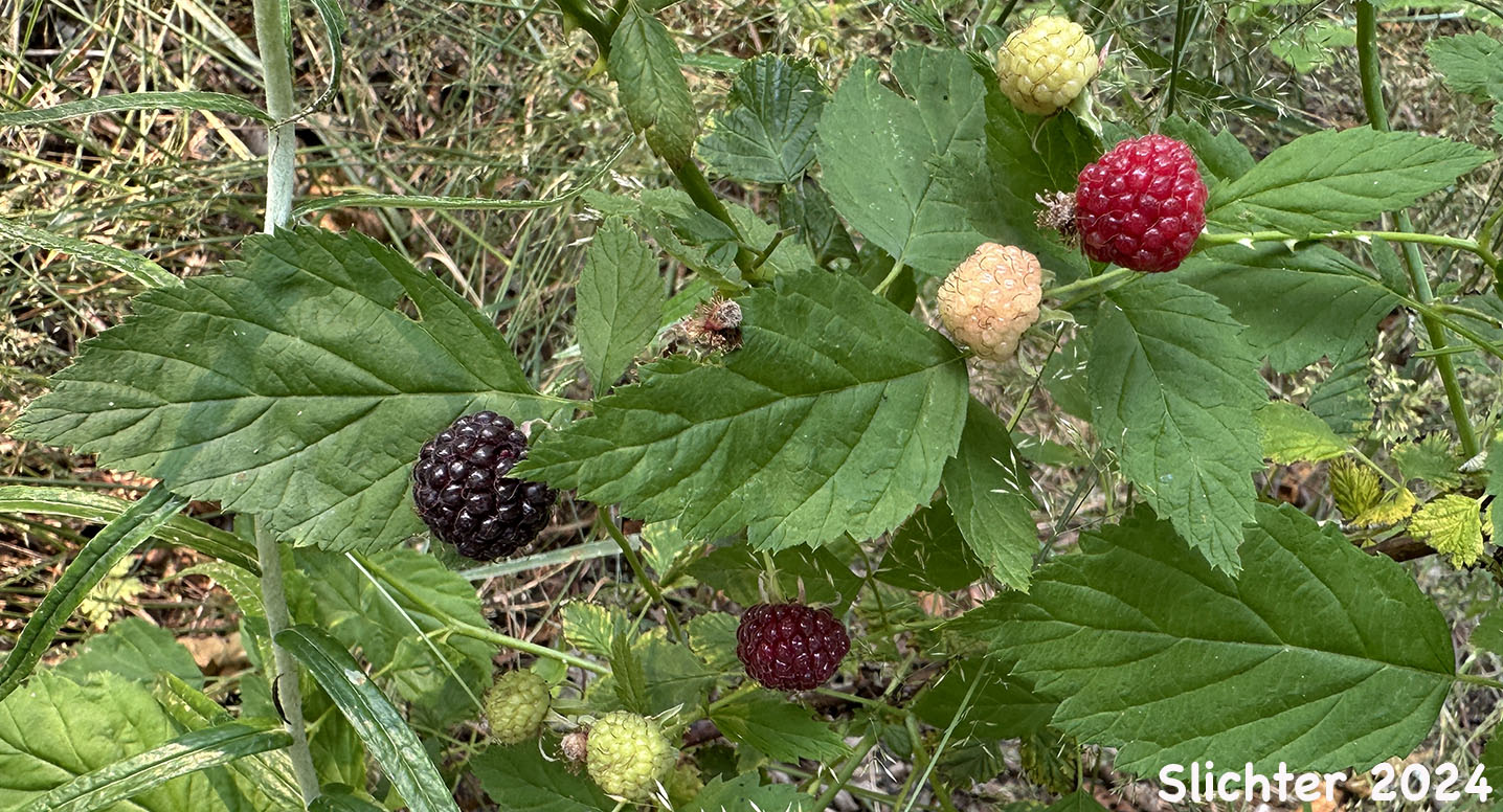 Fruits of Blackcap, Dark Raspberry, Whitebark Raspberry: Rubus leucodermis (Synonyms: Batidaea sandbergii, Melanobatus leucodermis, Rubus hesperius, Rubus leucodermis var. bernardinus, Rubus leucodermis var. leucodermis, Rubus leucodermis var. trinitatis, Rubus nigerrimus, Rubus occidentalis var. leucodermis, Rubus occidentalis var. leucodermis)
