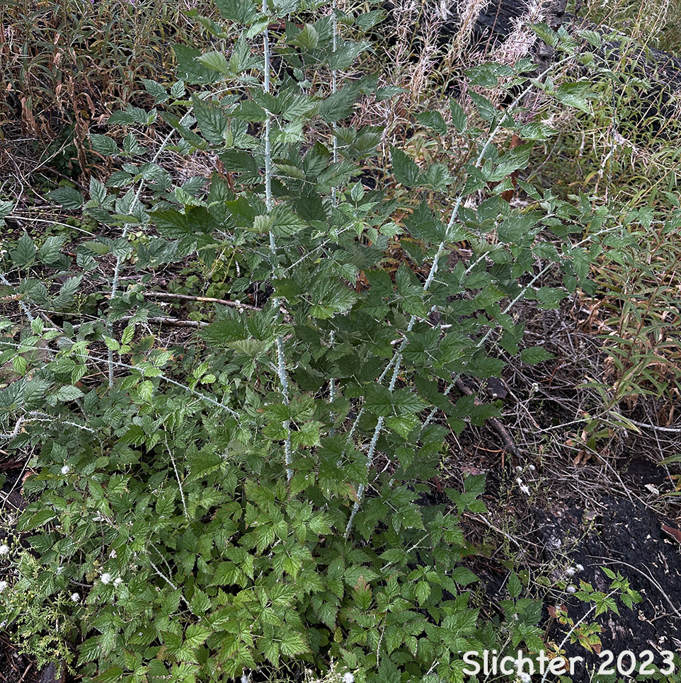 Light-colored stems of Blackcap, Dark Raspberry, Whitebark Raspberry: Rubus leucodermis (Synonyms: Batidaea sandbergii, Melanobatus leucodermis, Rubus hesperius, Rubus leucodermis var. bernardinus, Rubus leucodermis var. leucodermis, Rubus leucodermis var. trinitatis, Rubus nigerrimus, Rubus occidentalis var. leucodermis, Rubus occidentalis var. leucodermis)