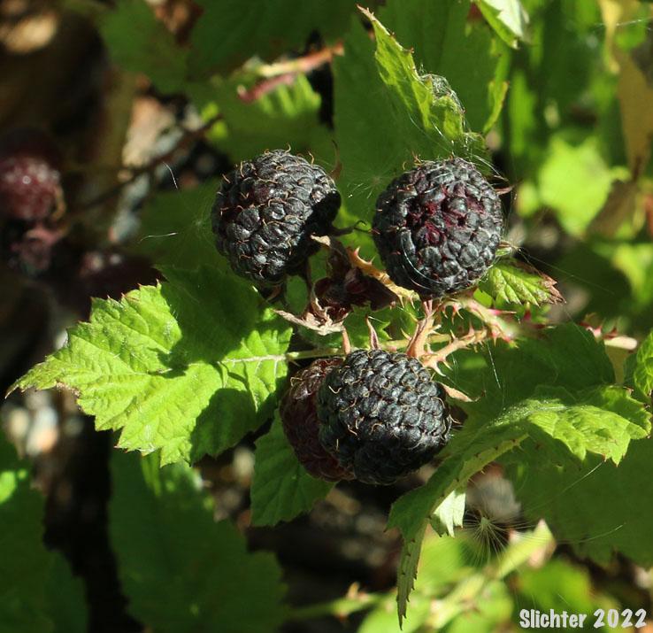 Fruits and leaves of Blackcap, Dark Raspberry, Whitebark Raspberry: Rubus leucodermis (Synonyms: Batidaea sandbergii, Melanobatus leucodermis, Rubus hesperius, Rubus leucodermis var. bernardinus, Rubus leucodermis var. leucodermis, Rubus leucodermis var. trinitatis, Rubus nigerrimus, Rubus occidentalis var. leucodermis, Rubus occidentalis var. leucodermis)