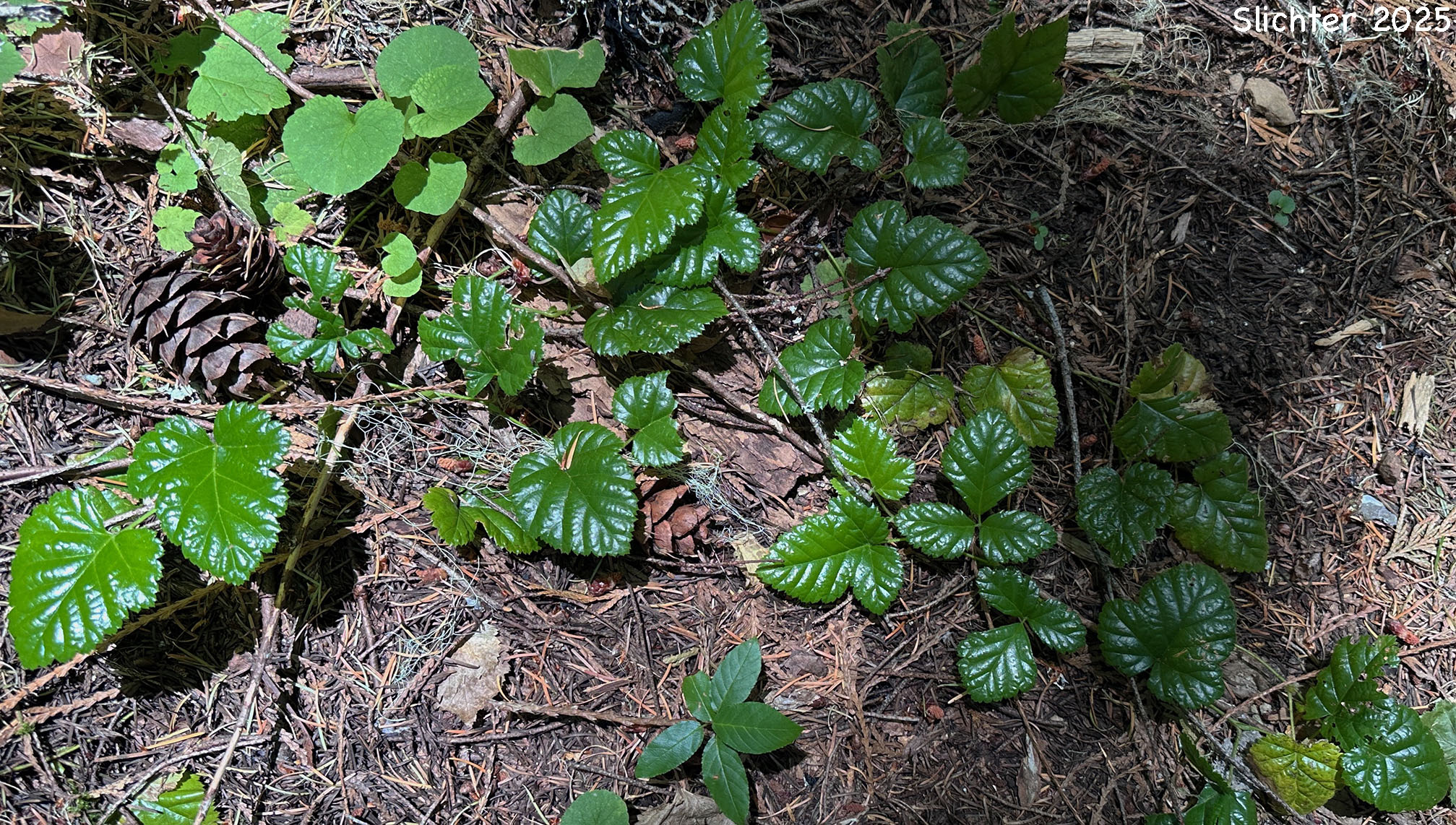 Leaves of Dwarf Snow Bramble, Snow Dewberry, Snow Dwarf Bramble, Snow Raspberry: Rubus nivalis (Synonym: Cardiobatus nivalis)