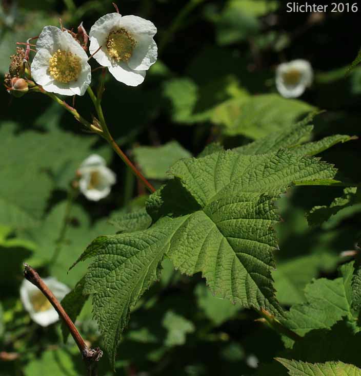 Thimbleberry: Rubus parviflorus (Rubus nutkanus in Oregon) ((Synonyms: Bossekia parviflora, Rubacer parviflorum, Rubus nutkanus, Rubus nutkanus f. lacera, Rubus nutkanus var. nuttallii, Rubus nutkanus var. parviflorus, Rubus nutkanus var. scopulorum, Rubus parviflorus f. nuttallii, Rubus parviflorus var. bifarius, Rubus parviflorus var. fraserianus, Rubus parviflorus var. grandiflorus, Rubus parviflorus var. heteradenius, Rubus parviflorus var. hypomalacus, Rubus parviflorus var. parviflorus, Rubus parviflorus var. parvifolius, Rubus parviflorus var. scopulorum, Rubus parviflorus var. velutinus, Rubus velutinus))