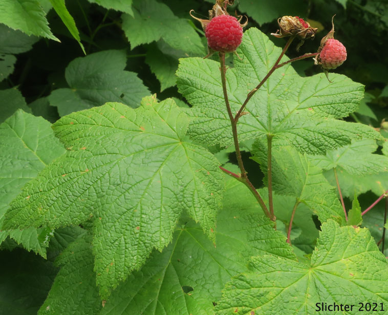 Mature fruit of Thimbleberry: Rubus parviflorus (Rubus nutkanus in Oregon) ((Synonyms: Bossekia parviflora, Rubacer parviflorum, Rubus nutkanus, Rubus nutkanus f. lacera, Rubus nutkanus var. nuttallii, Rubus nutkanus var. parviflorus, Rubus nutkanus var. scopulorum, Rubus parviflorus f. nuttallii, Rubus parviflorus var. bifarius, Rubus parviflorus var. fraserianus, Rubus parviflorus var. grandiflorus, Rubus parviflorus var. heteradenius, Rubus parviflorus var. hypomalacus, Rubus parviflorus var. parviflorus, Rubus parviflorus var. parvifolius, Rubus parviflorus var. scopulorum, Rubus parviflorus var. velutinus, Rubus velutinus))