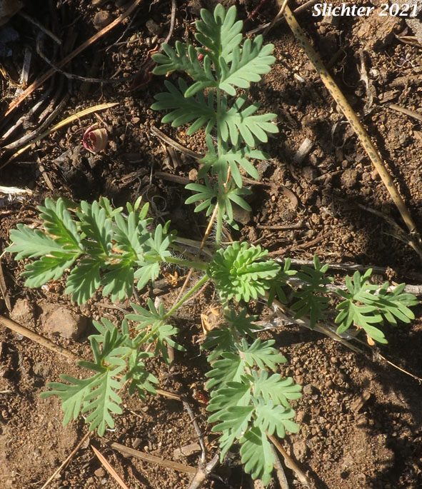 Basal leaf rosette of Annual Burnet, Prairie Burnet, Western Burnet: Poteridium occidentale (Synonyms: Poteridium annuum, Sanguisorba annua, Sanguisorba occidentalis)