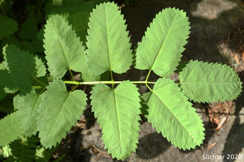 Leaf of Sitka Burnet, Broad-leaved Burnet: Sanguisorba stipulata (Synonyms: Sanguisorba canadensis,Sanguisorba canadensis ssp. latifolia, Sanguisorba canadensis var. latifolia, Sanguisorba canadensis var. sitchensis, Sanguisorba sitchensis)